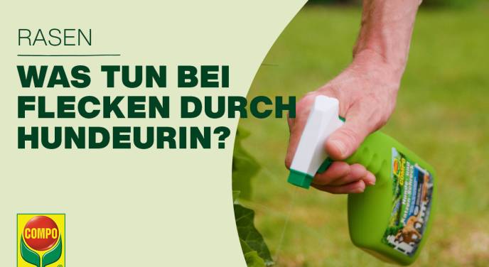 Hundeurin auf Rasen das hilft! COMPO
